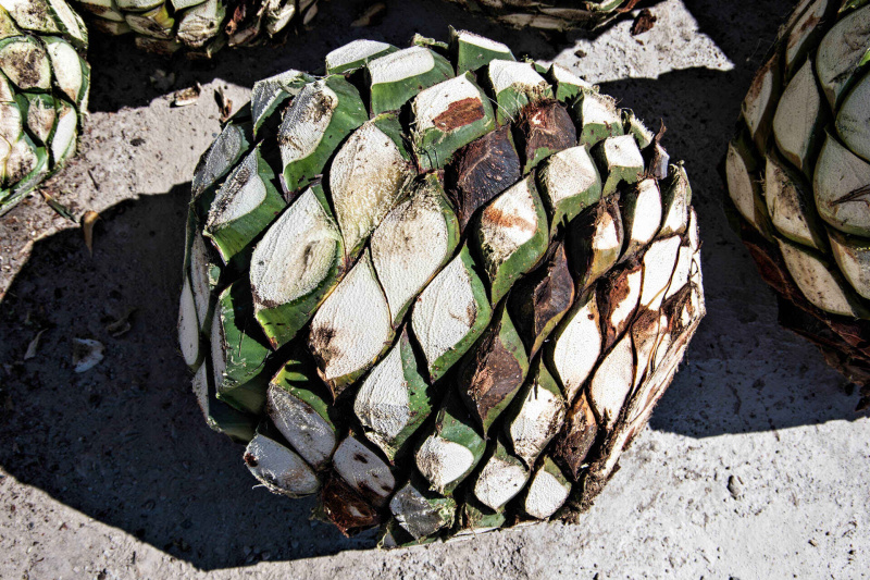   Piña hoặc trái tim thùa xanh (Agave tequilana) thu hoạch đã sẵn sàng để rang trong lò công nghiệp để bắt đầu quá trình làm rượu tequila
