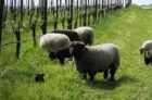 Разчитане на животни за устойчиво винопроизводство