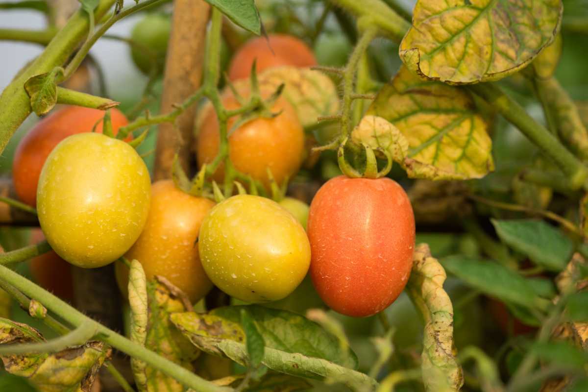 Har du gule blader på tomatplanter? 9 grunner til hvorfor og hvordan du fikser det