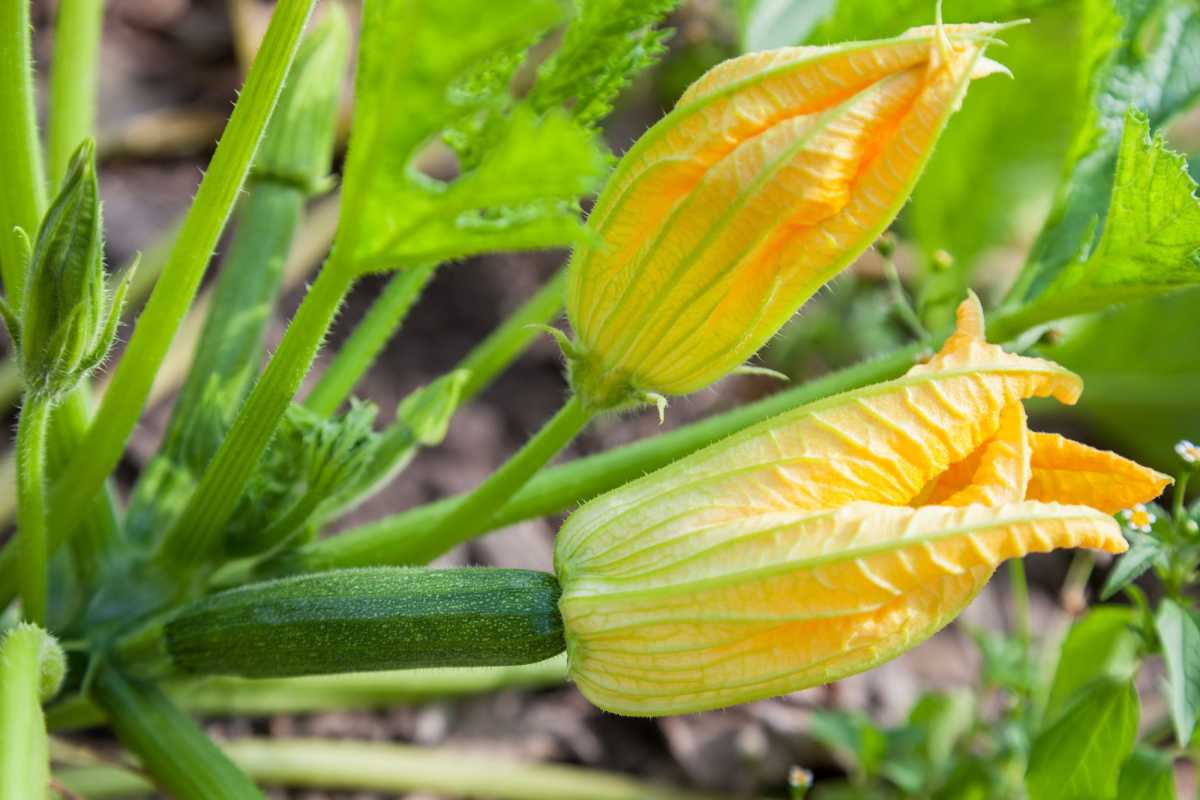 Hvorfor dine zucchiniplanter blomstrer, men ikke frugter