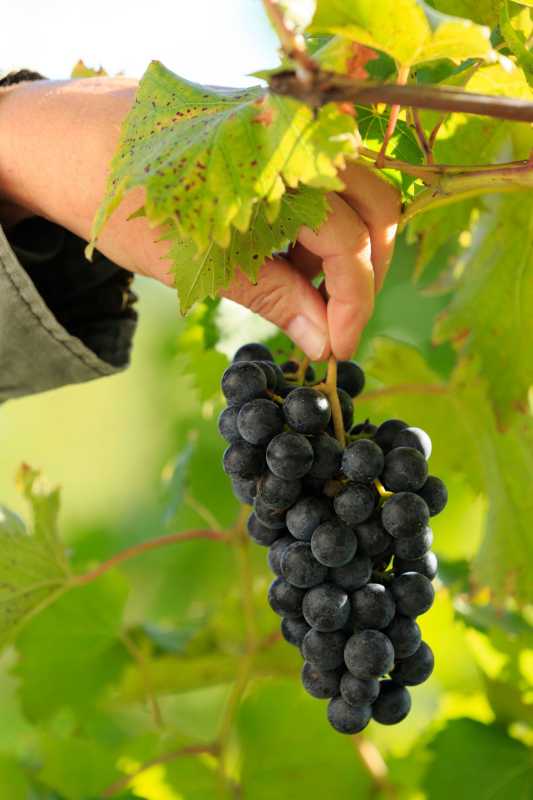 Como podar vinhas para obter a melhor colheita
