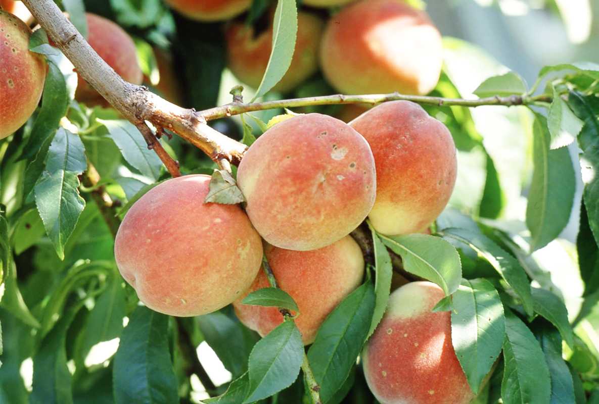 Как обрезать персиковое дерево, чтобы увеличить урожай