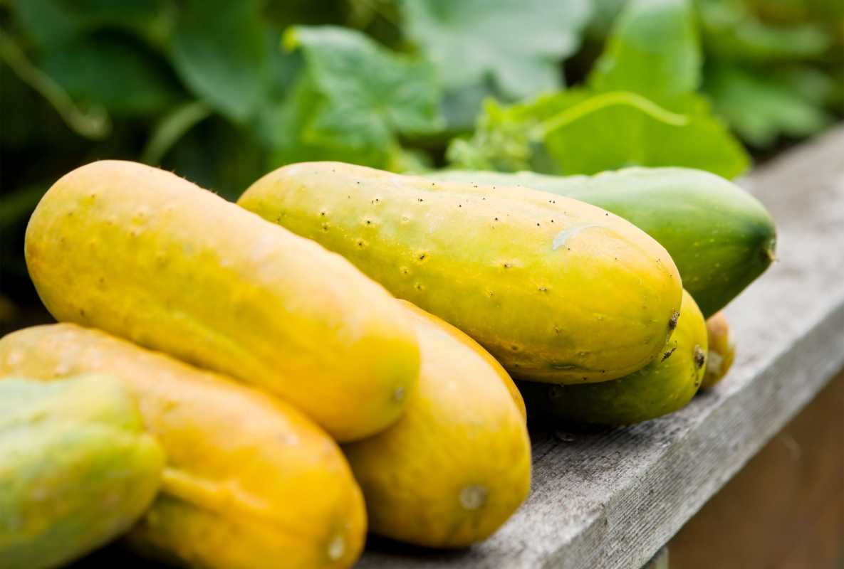 7 grunde til, at dine agurker er gule (og hvordan man fikser det)