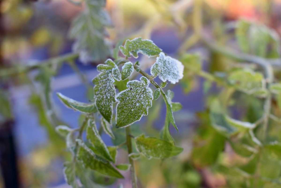 ¿Son los tomates plantas perennes que pueden sobrevivir al invierno?