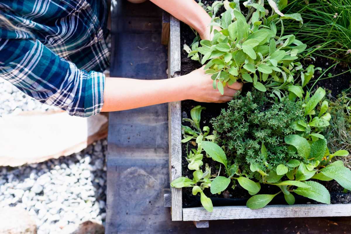 Posadź te zioła, aby wspólnie wyhodować aromatyczny ogród w pojemnikach
