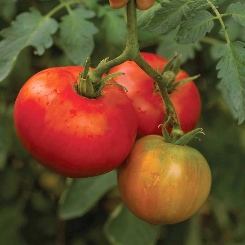 Hvornår skal man høste tomater for den bedste smag