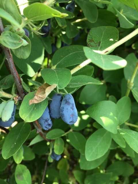 Susipažinkite su medaus uogomis: į mėlynes panašus vaisius, pilnas antioksidantų