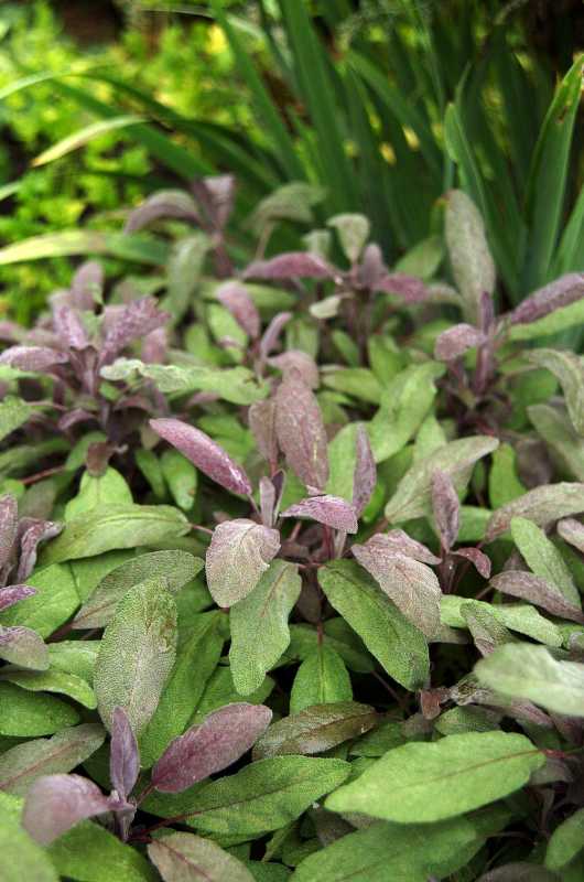 Лилаво растение градински чай