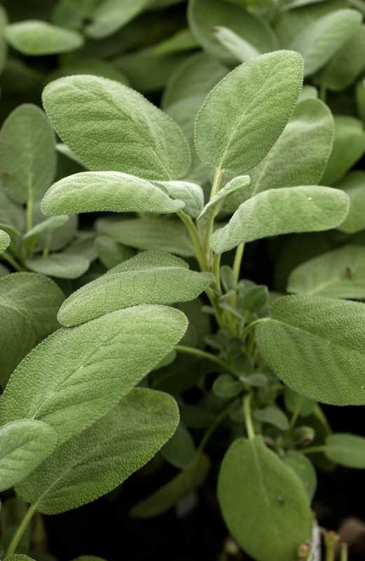 Как да засадите и отгледате градински чай