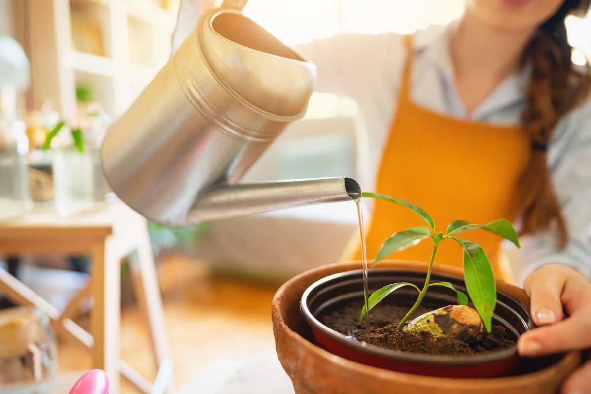Como plantar uma semente de manga e cultivá-la com sucesso em 5 etapas