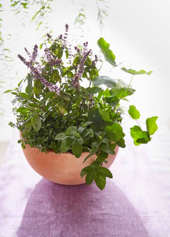 7 must-know tips til dyrkning af urter i potter