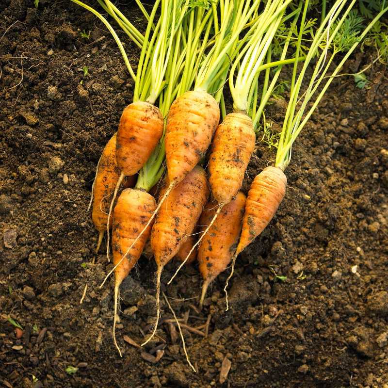 Cum și când să recoltați morcovi