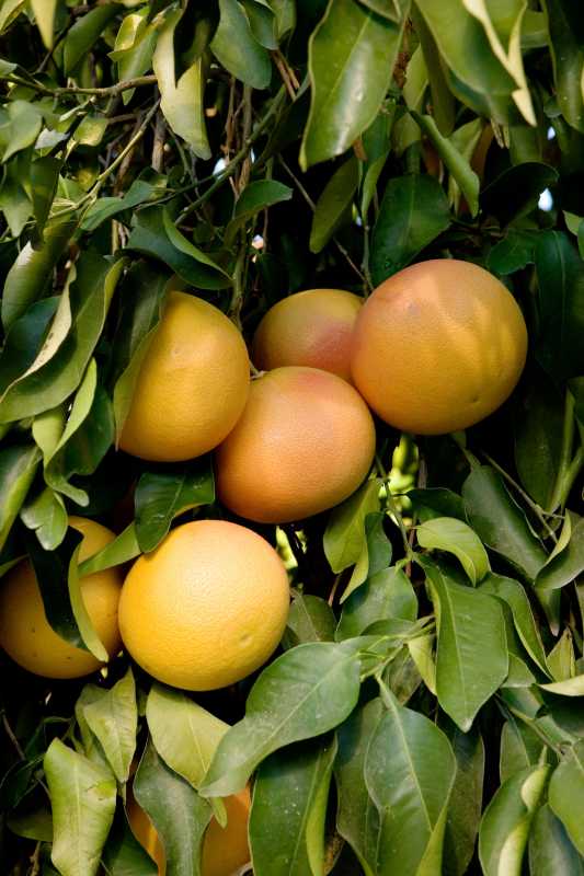 Hur man planterar och odlar ett grapefruktträd