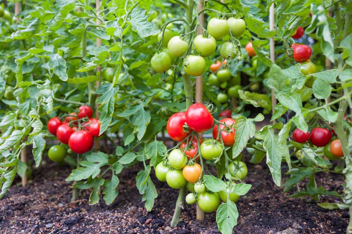 9 mẹo cần biết để tạo đất tốt nhất cho cà chua