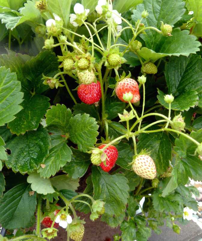 8 enkla tips för att odla jordgubbar inomhus