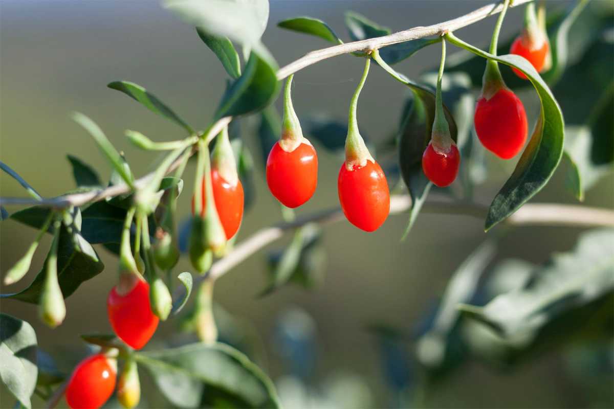 Как посадить и вырастить ягоды годжи
