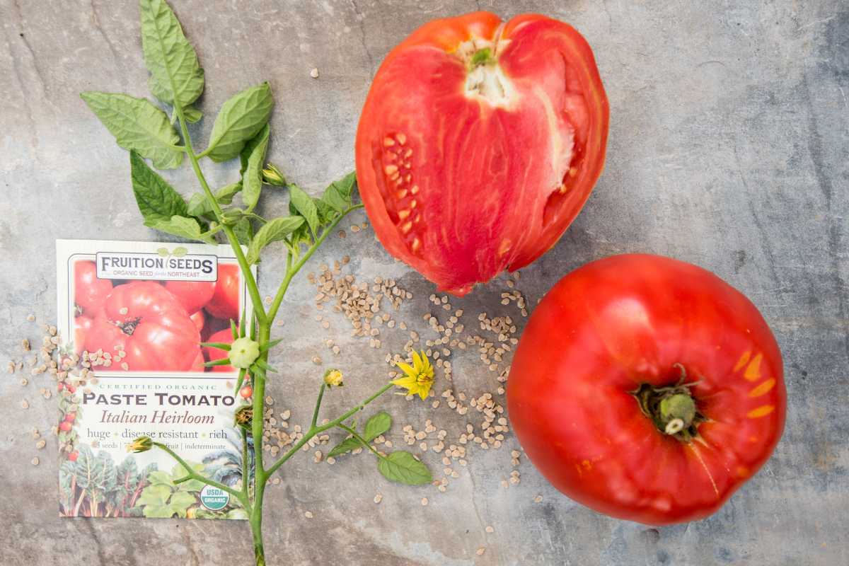 Kaip ir kada pradėti auginti pomidorų sėklas patalpose