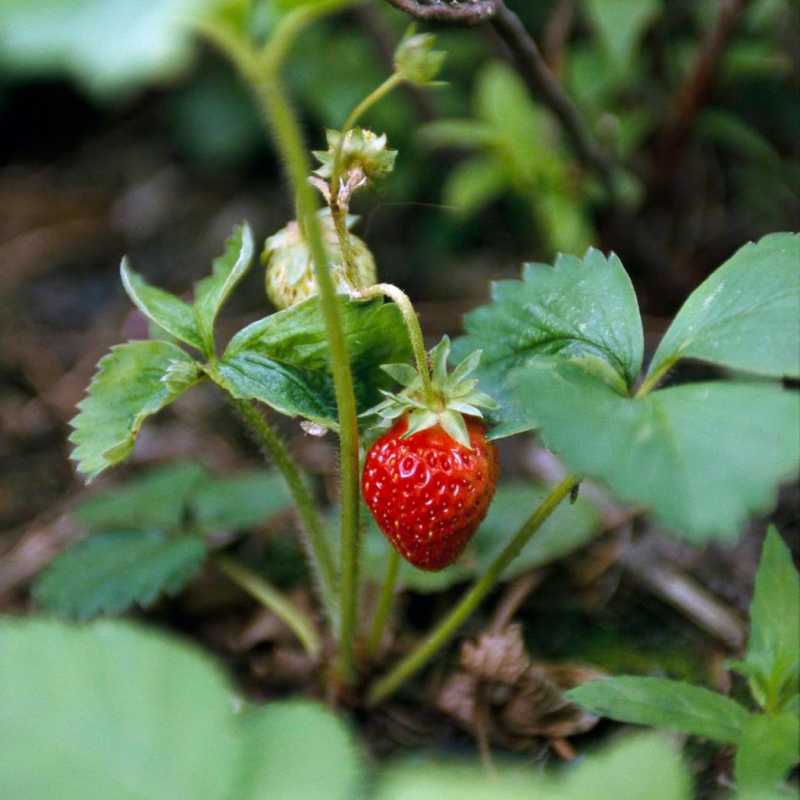 tumbuhan strawberi tumbuh di luar rumah