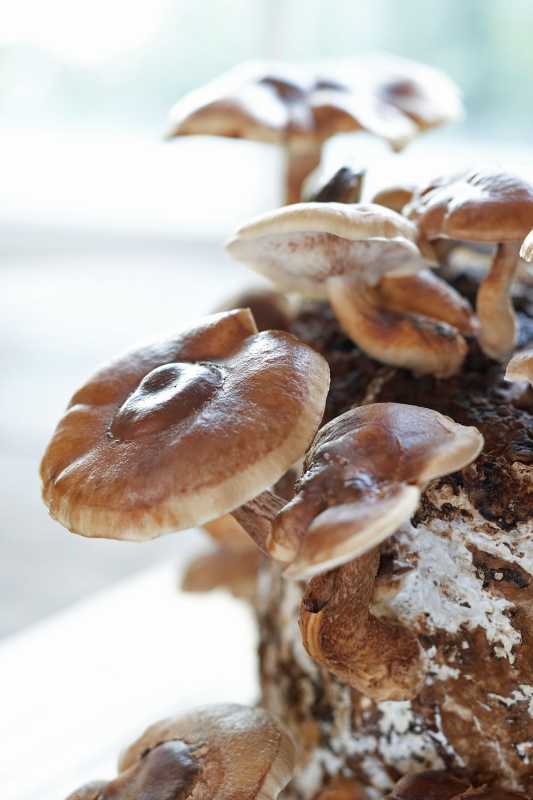 Kuidas kodus seeni siseruumides kompostikastis kasvatada