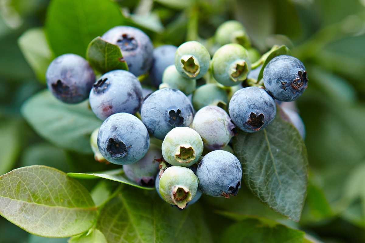 Capai pH Tanah Blueberry Sempurna dengan 9 Petua Mudah Ini