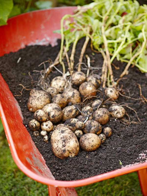 Com cultivar patates al vostre propi pati