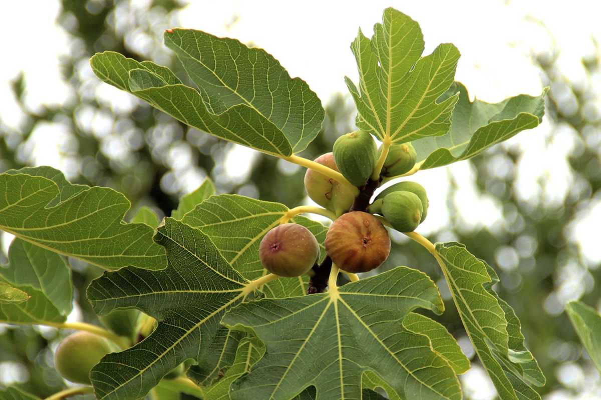 Jak przycinać drzewa figowe, aby uzyskać najlepsze zbiory owoców