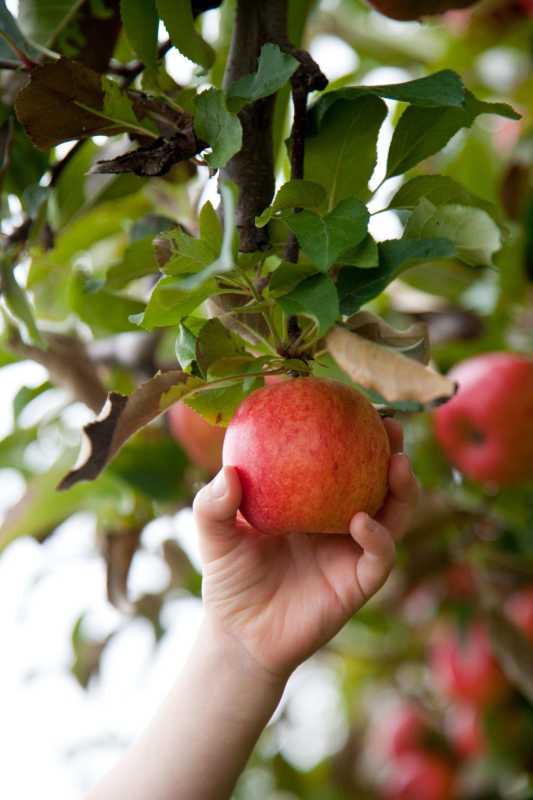Hur och när man beskär äppelträd
