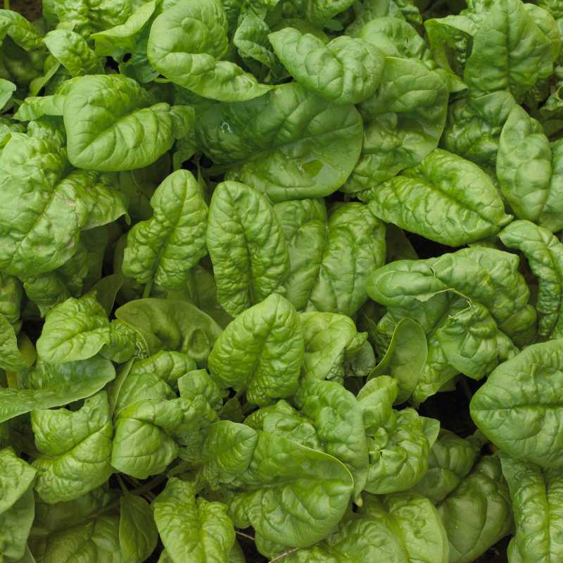 10 consigli per coltivare gli spinaci indoor in qualsiasi periodo dell'anno