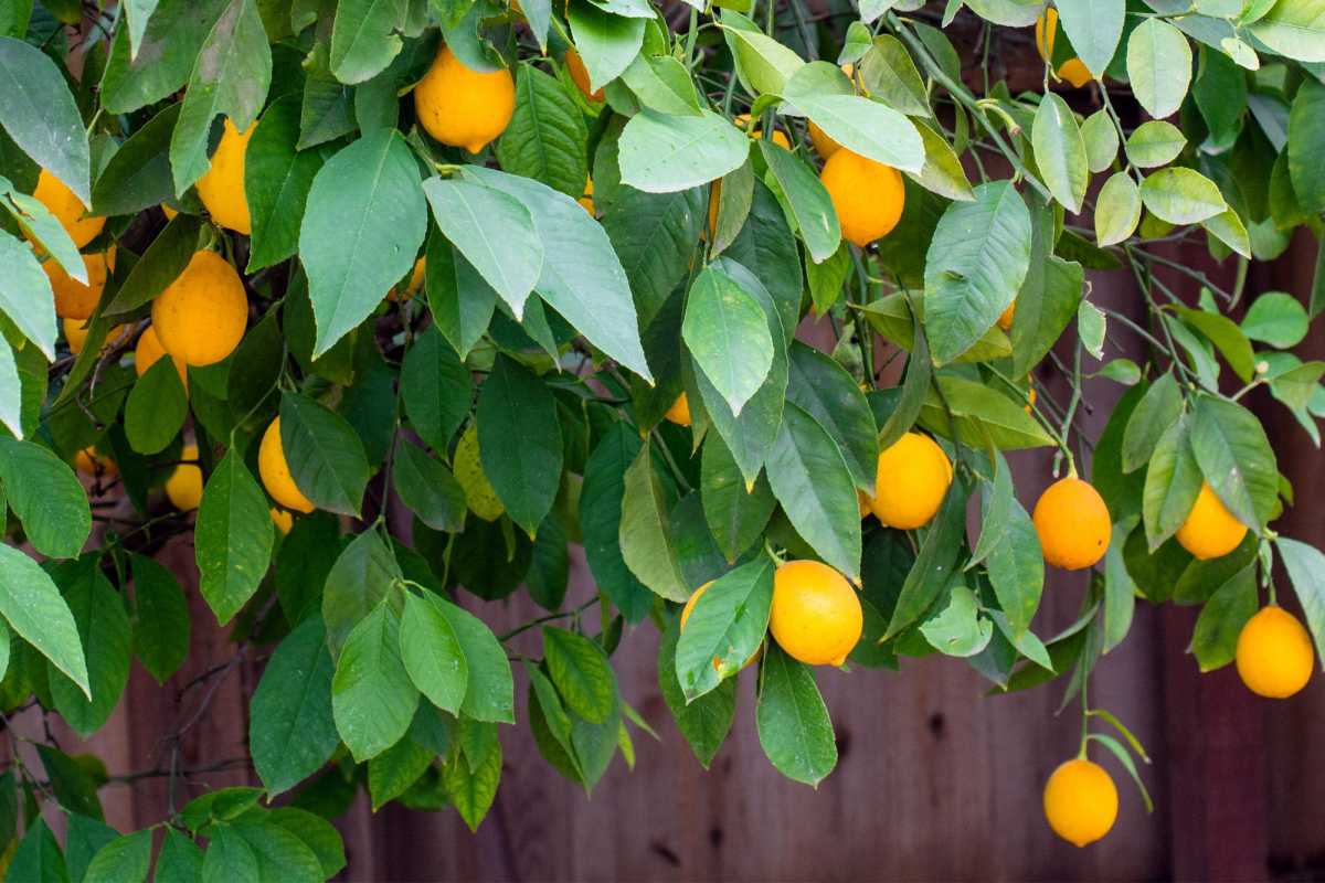 메이어 레몬 나무를 심고 키우는 방법