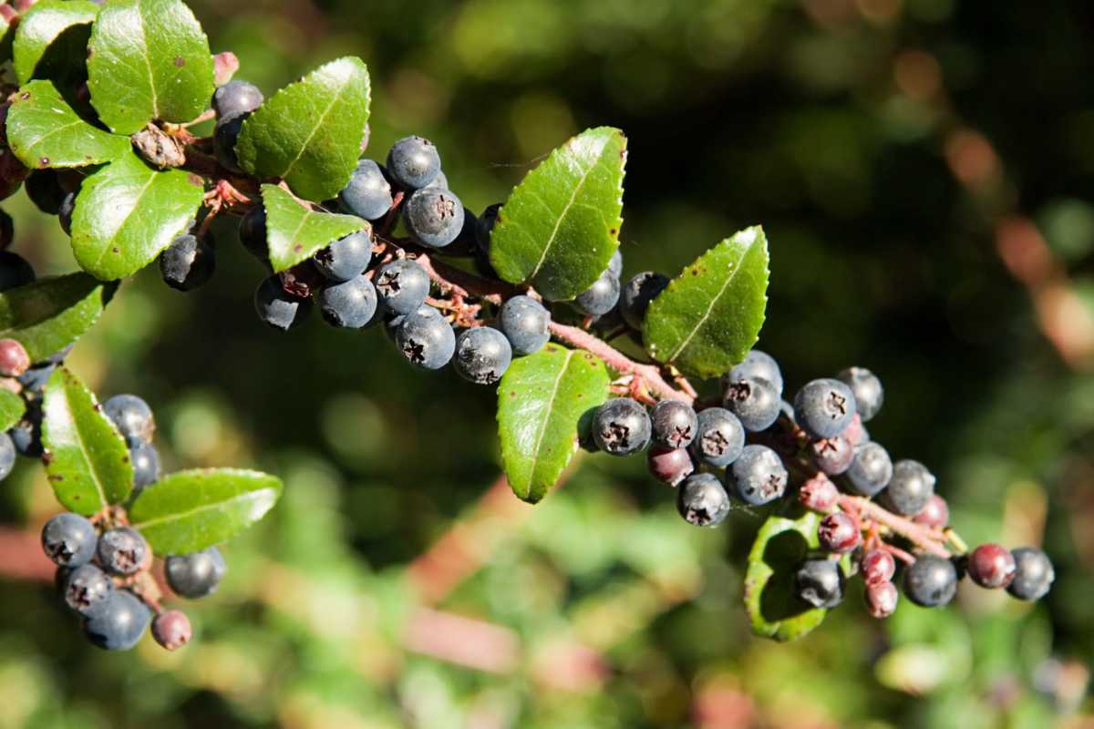 Kaip sodinti ir auginti Huckleberry