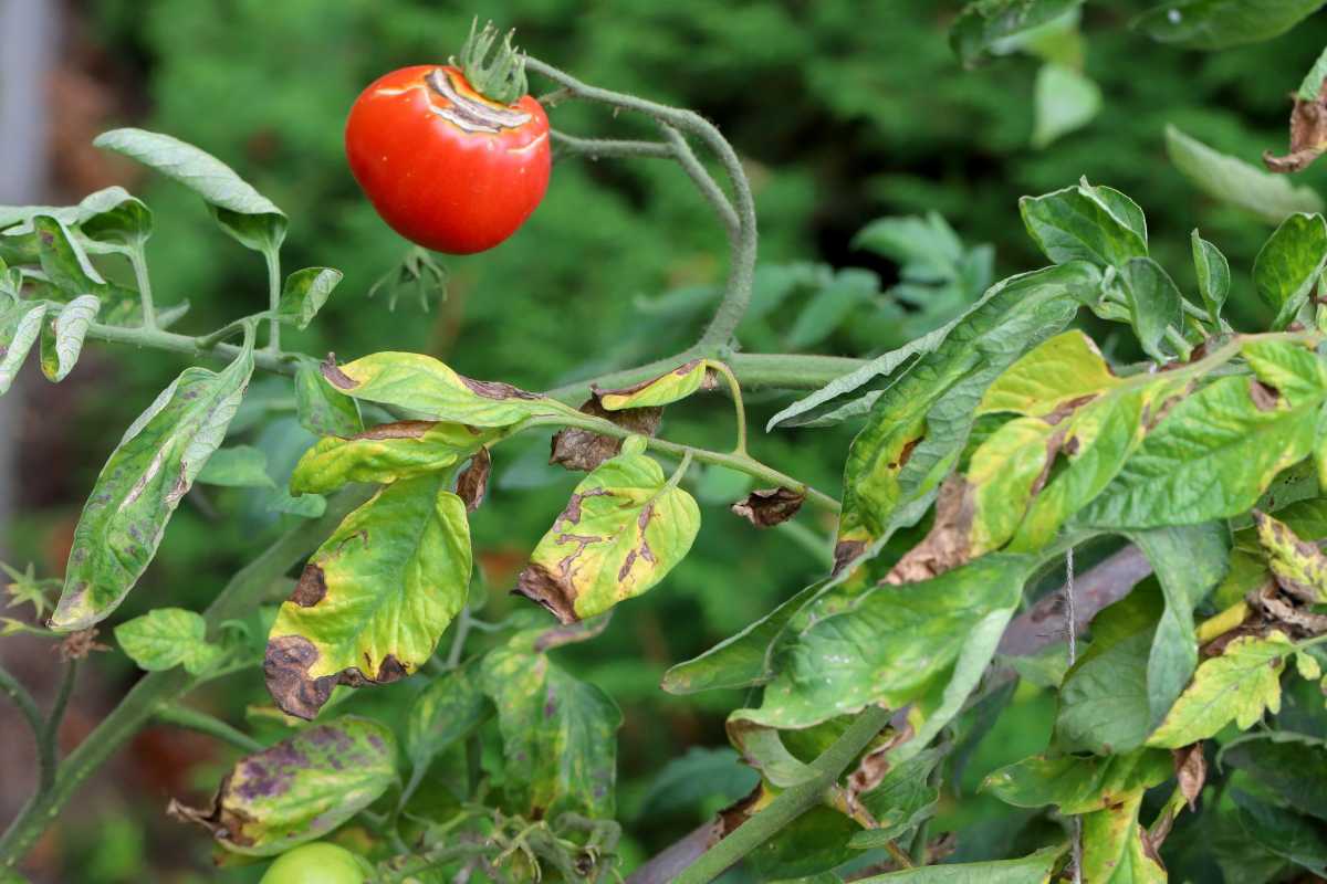 Cách ngăn ngừa bệnh bạc lá ở cà chua