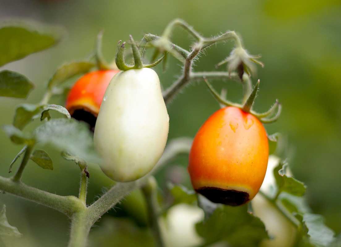 4 cách dễ dàng để ngăn chặn bệnh thối cà chua có thể làm hỏng vụ thu hoạch của bạn