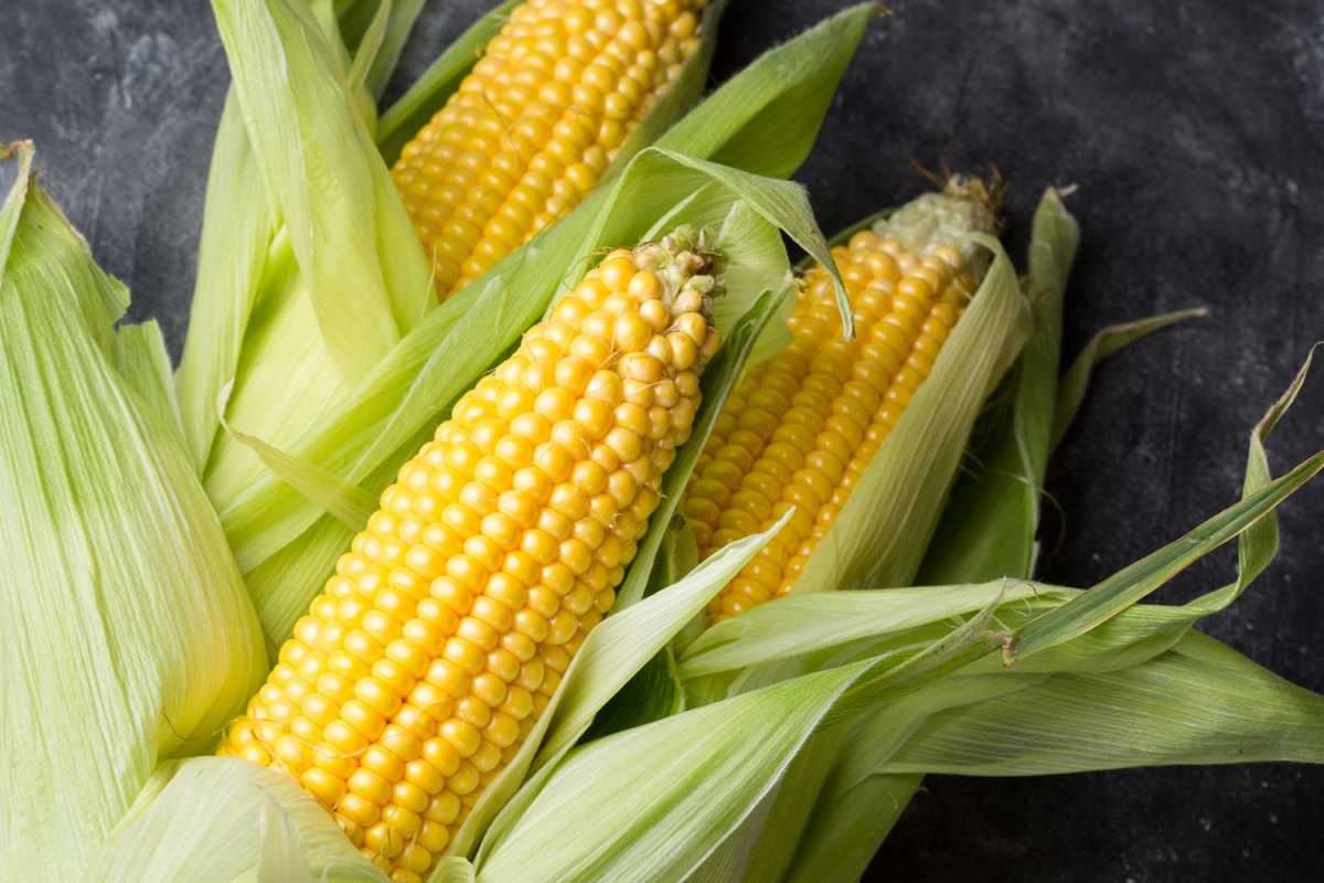 Hvordan høste mais på topp for den beste smaken