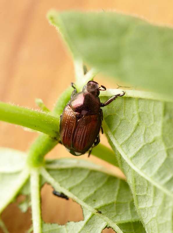 kumbang pada daun yang dikunyah
