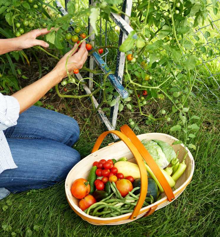 اپنے پہلے سبزیوں کے باغ کو صحیح طریقے سے شروع کرنے کے 6 راز