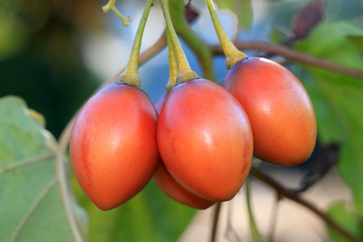Ako zasadiť a vypestovať stromové paradajky (Tamarillo)