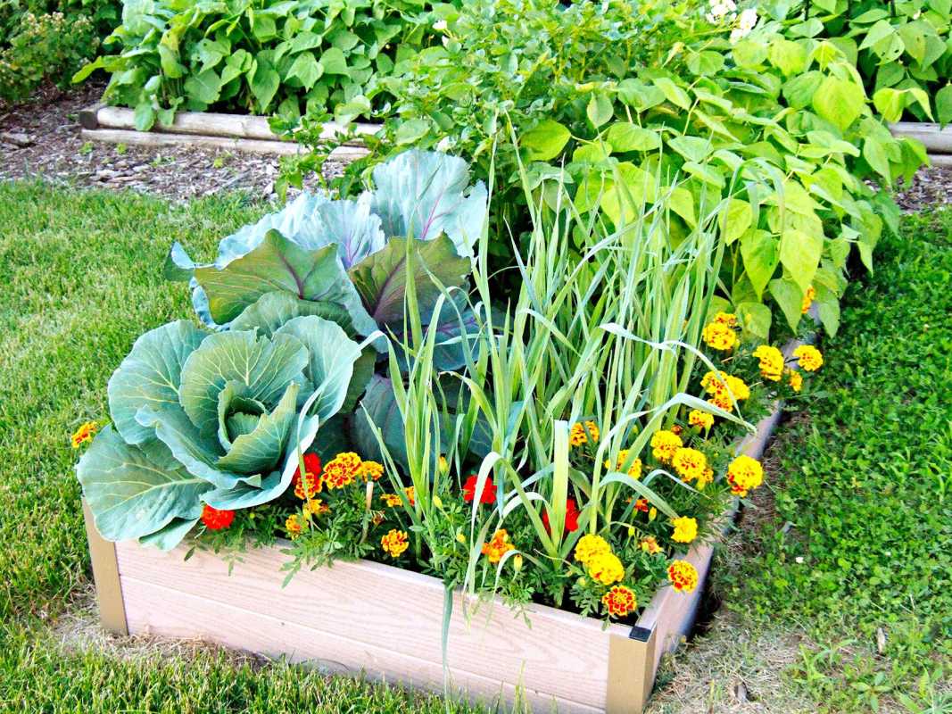 季節ごとに食用庭に植えるべき野菜