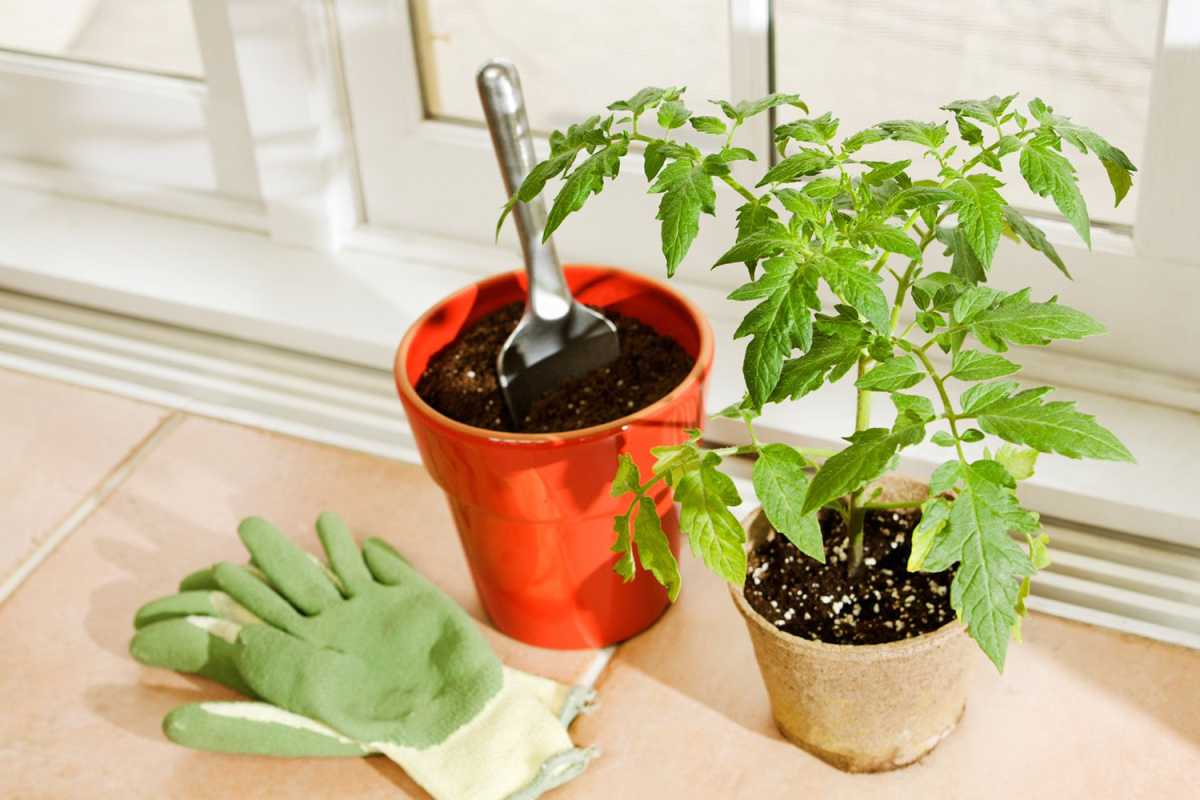 Diez consejos imprescindibles para cultivar tomates en interiores