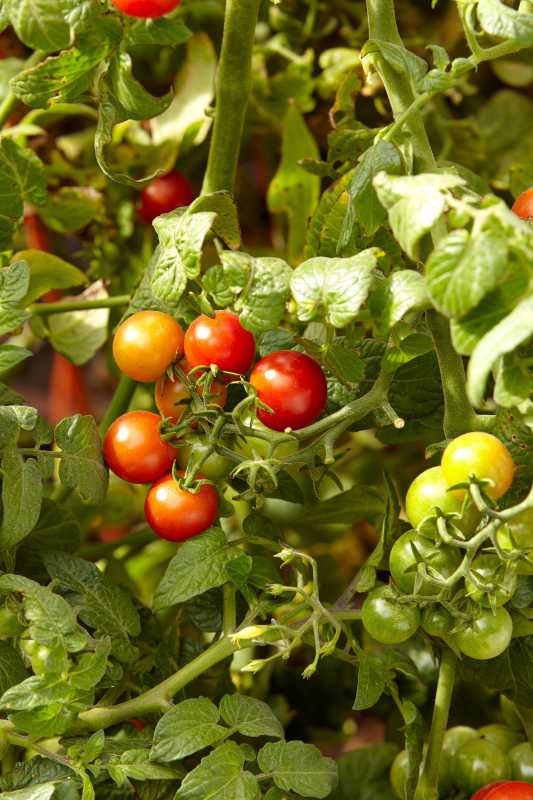 Hvor ofte skal du vanne tomater, pluss 6 tips til vanning av tomater
