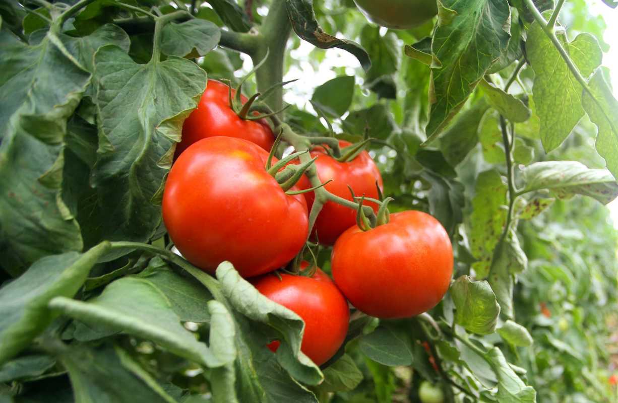 5 häufige Ursachen für das Kräuseln von Tomatenblättern – und wie Sie Ihre Pflanze retten können