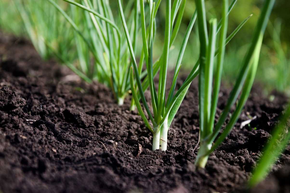 Как сажать и выращивать зеленый лук