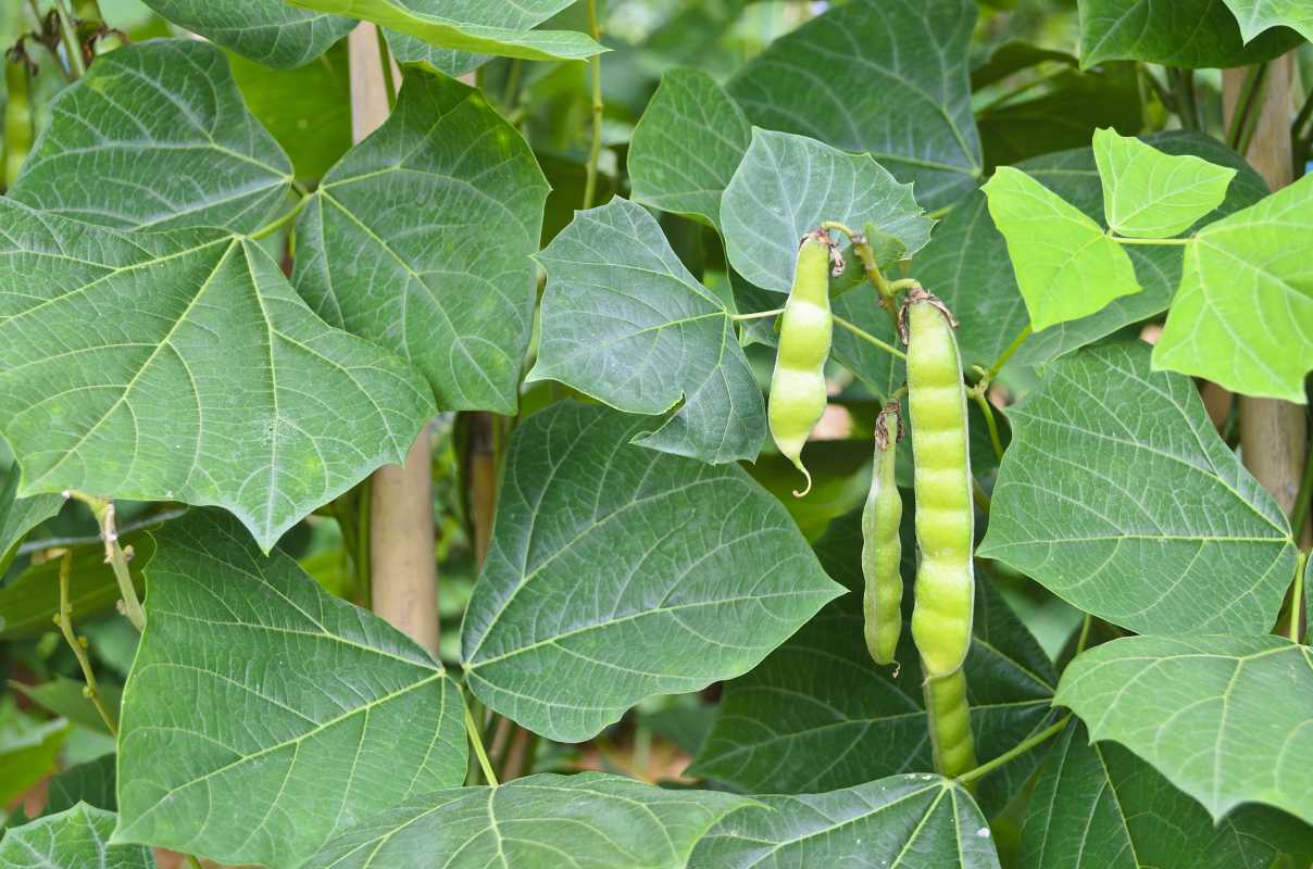 Hoe Jicama te planten en te laten groeien