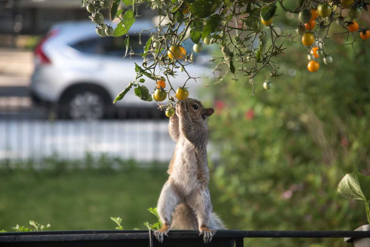 Jedia veveričky paradajky? 6 spôsobov, ako ochrániť svoju úrodu
