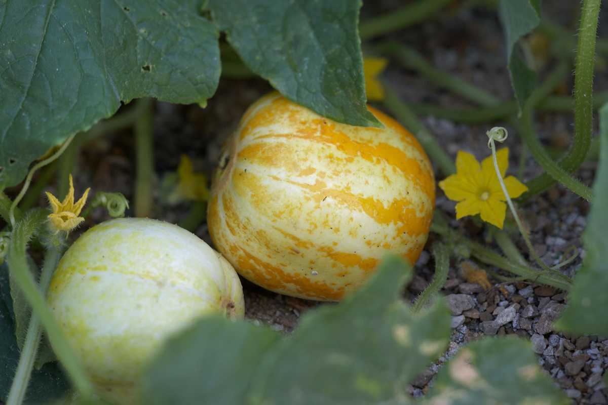 Kā stādīt un audzēt citronu gurķus