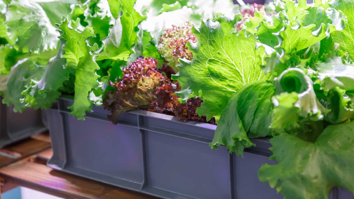 Kā audzēt salātus telpās