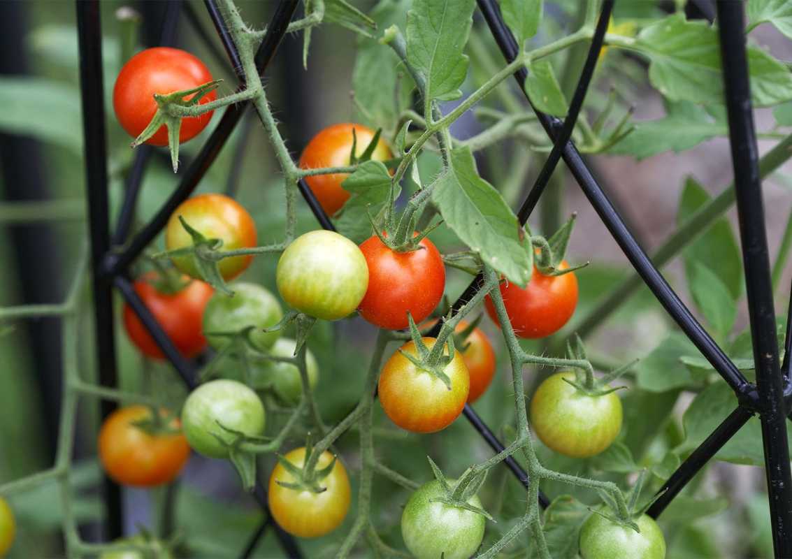 När är tomatsäsongen? Plus 6 tips för att stretcha din skörd