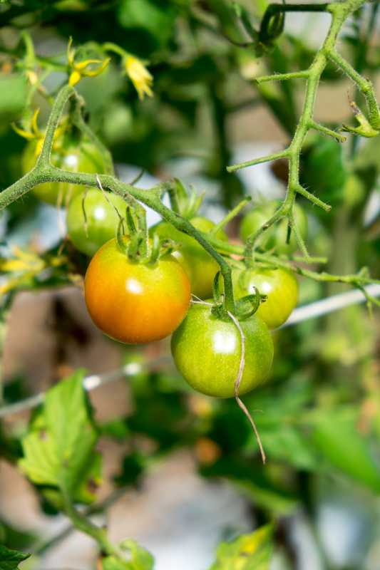 ¿Los tomates no maduran? Aquí hay 4 razones por las cuales y qué hacer