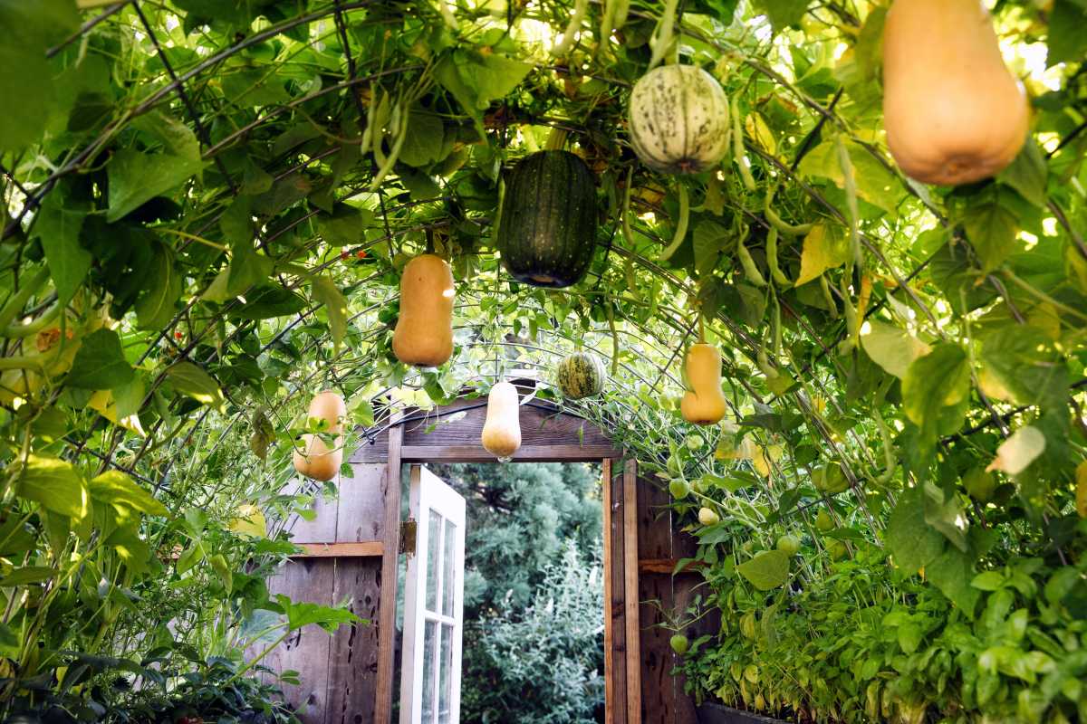 Kako uzgajati squash okomito da uštedite prostor