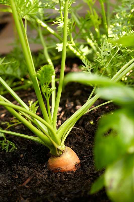 Karottenpflanze in reichhaltiger Gartenerde