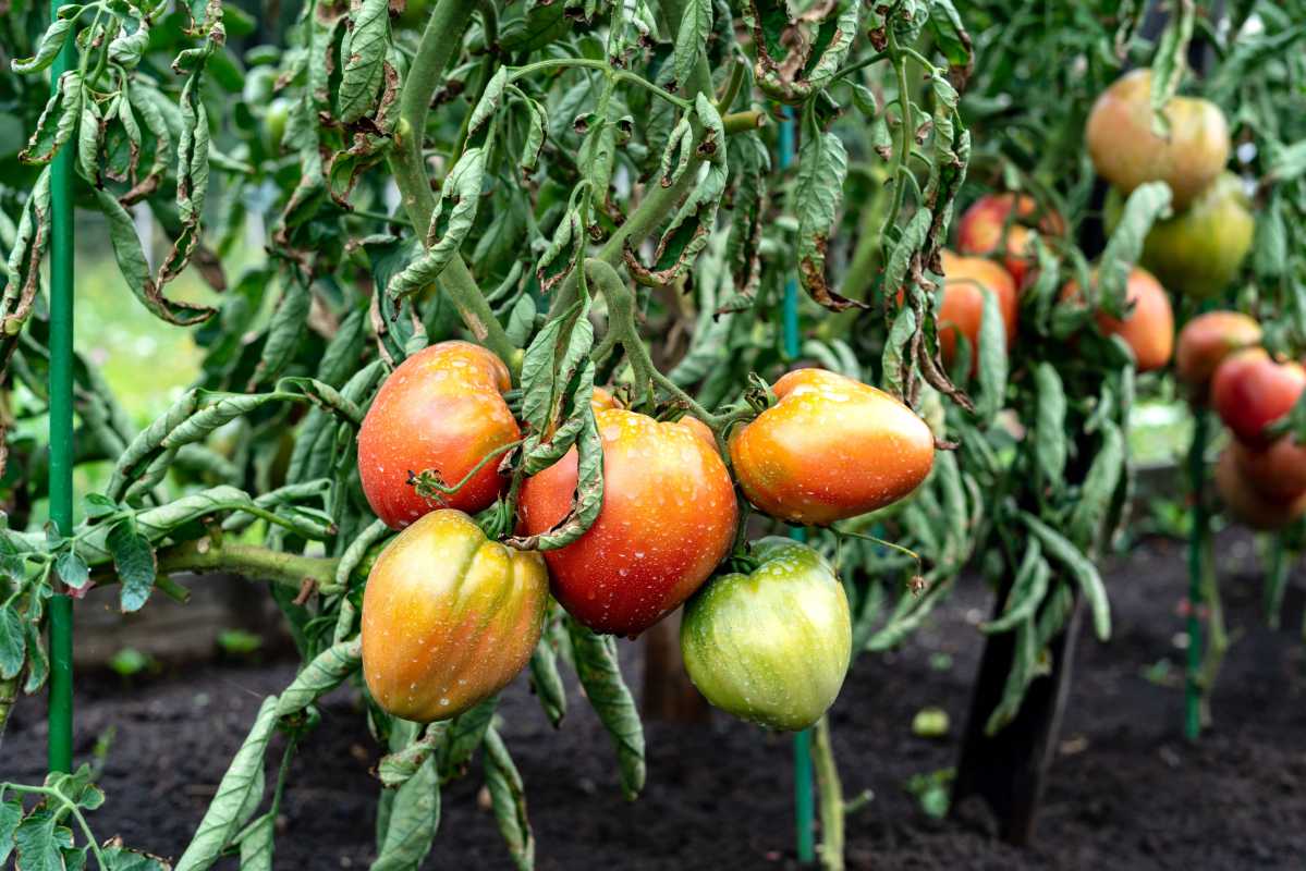 6 syytä, miksi tomaattikasvisi kuihtuu ja mitä tehdä sille